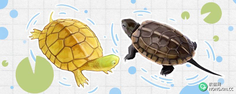 黄喉拟水龟能和什么龟混养，和草龟可以混养吗
