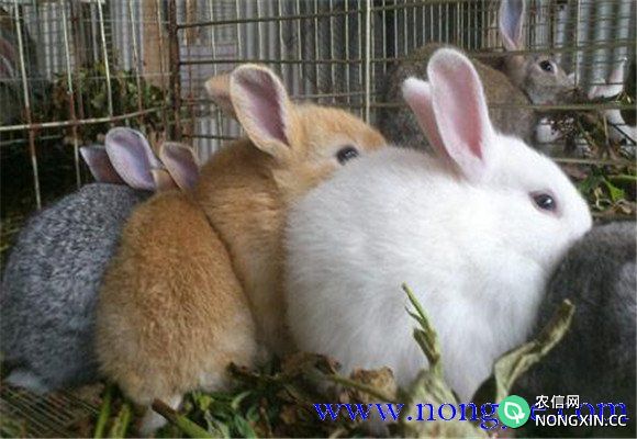 哺乳期母兔喂什么好