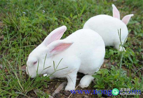 哺乳期母兔的饲养目标