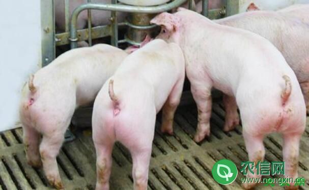 猪死淘率对商品猪成本的影响分析