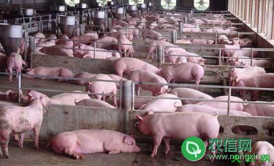 猪死淘率对商品猪成本的影响分析