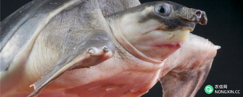 猪鼻龟是海龟吗，来自哪里