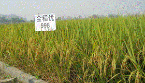 金稻优998水稻品种好不好