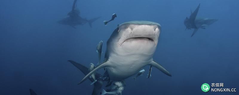 最大的鲨鱼有多重