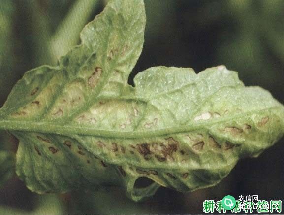 西红柿灰叶斑病怎么防治 番茄灰叶斑病特效药有哪些