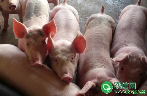 商品猪不同料肉比对出售成本的影响