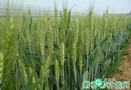 小麦生长后期为什么要喷施磷酸二氢钾