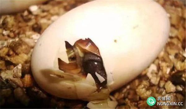 乌龟人工孵化