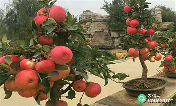 苹果盆景的养护与管理方法