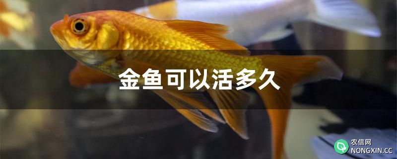 金鱼可以活多久