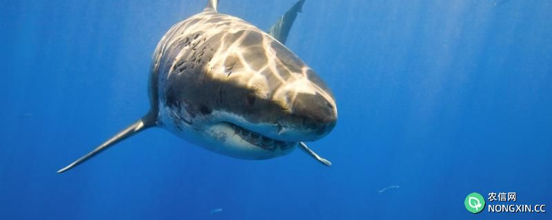 鲨鱼的寿命最多能活多少年