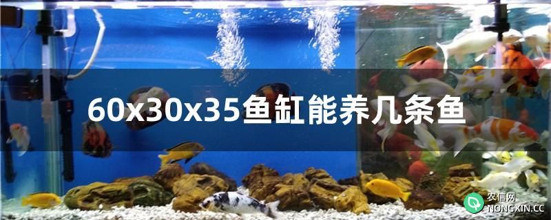 60x30x35鱼缸能养几条鱼