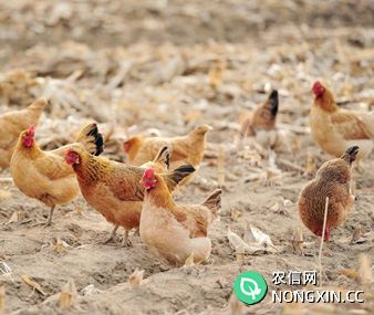 蛋鸡的饲料品质控制
