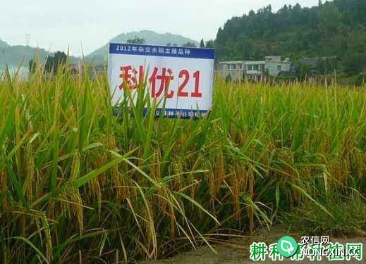 科优21水稻品种好不好