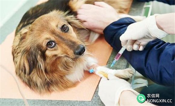 犬副流感的预防接种