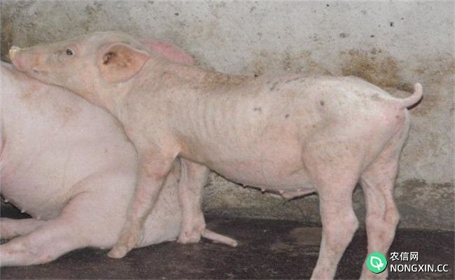 猪各类型链球菌病的临床症状