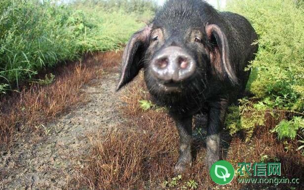 东北民猪品种简介，世界排行第四的优质猪种(3)