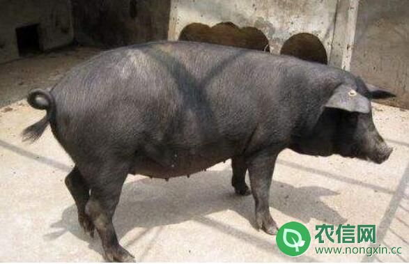 东北民猪品种简介，世界排行第四的优质猪种(2)