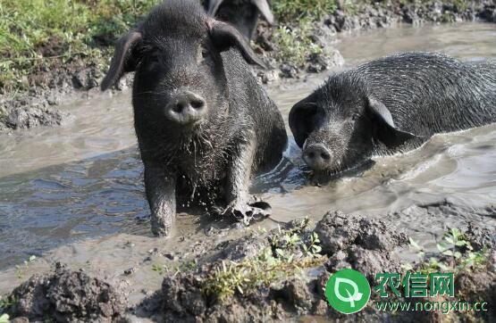 东北民猪品种简介，世界排行第四的优质猪种(1)