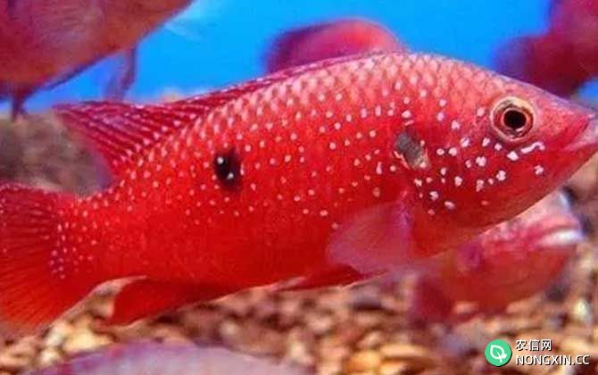 红宝石鱼