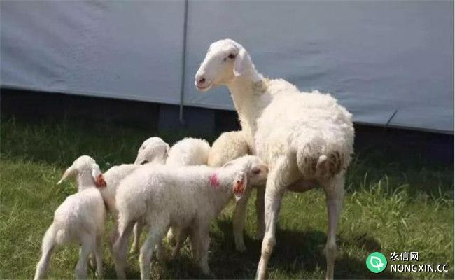如何科学配种增加母羊产羔率