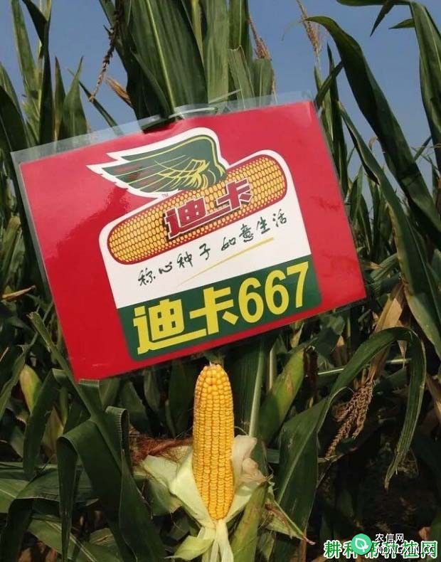 迪卡667玉米品种好不好
