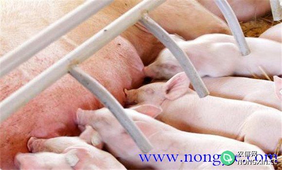 哺乳仔猪的生理特点和生长发育特征