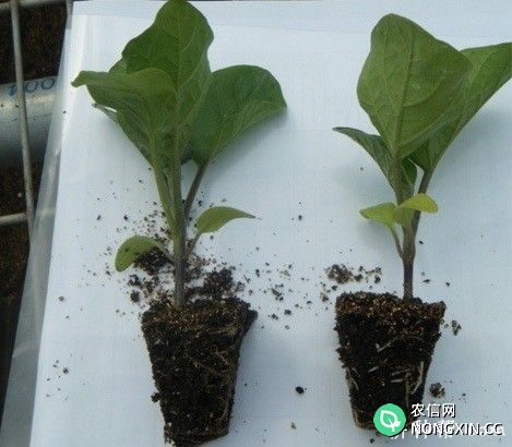 茄子秧苗生长发育有什么特点