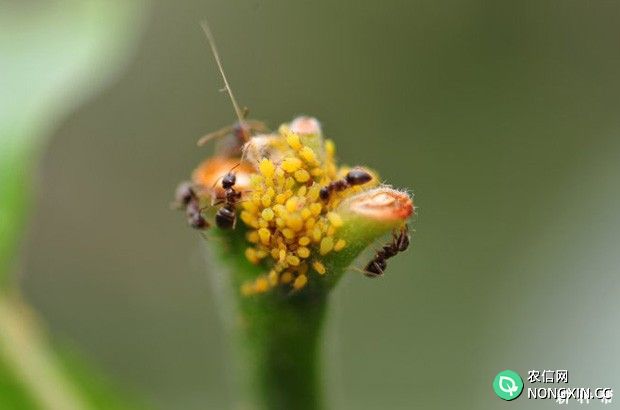 李子树如何防治蚜虫附图片