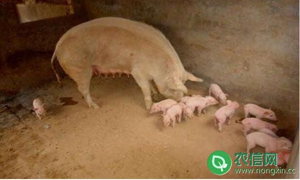 母猪产后不吃食怎么办，母猪产后不食的防治方法（图3）