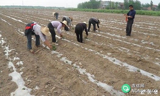 用什么方法能缩短棉花缓苗期