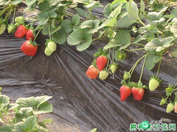 草莓如何施肥 施什么肥料好