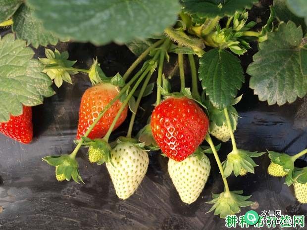 草莓如何施肥 施什么肥料好