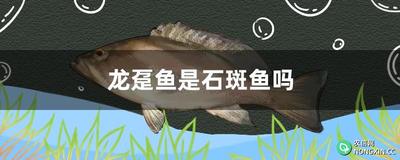 龙趸鱼是石斑鱼吗