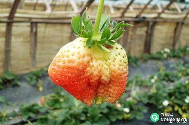 草莓长成畸形的原因是什么