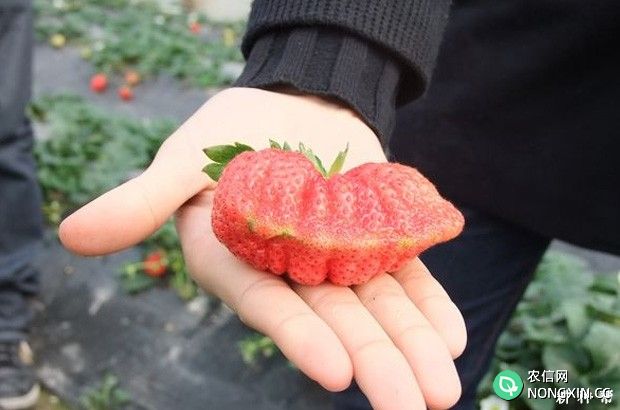 草莓长成畸形的原因是什么