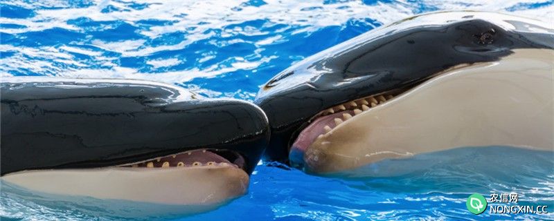 鲸鱼有牙齿吗，牙齿有什么用处