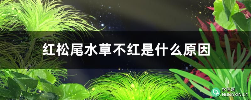 红松尾水草不红是什么原因，怎么解决