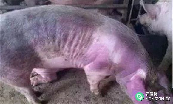 猪附红细胞体病治疗案例
