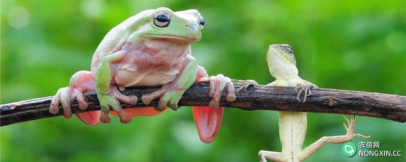 树蛙生活在什么地方，可以长期呆在水里吗