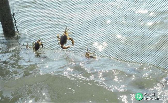 梭子蟹是淡水蟹还是海水蟹