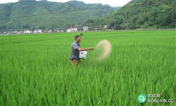 水稻灌浆期要补施粒肥