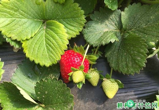 怎么样提高草莓质量