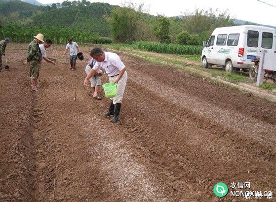 稻种播种前育秧田要做准备