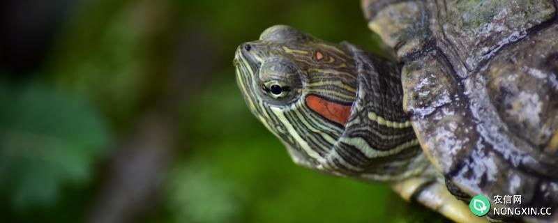 家养巴西龟会冬眠吗