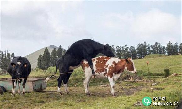 母牛的自由交配
