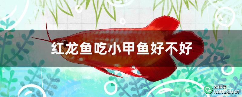 红龙鱼吃小甲鱼好不好