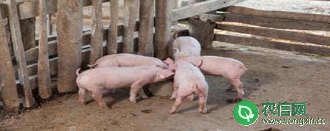 养猪粪水的处理方法