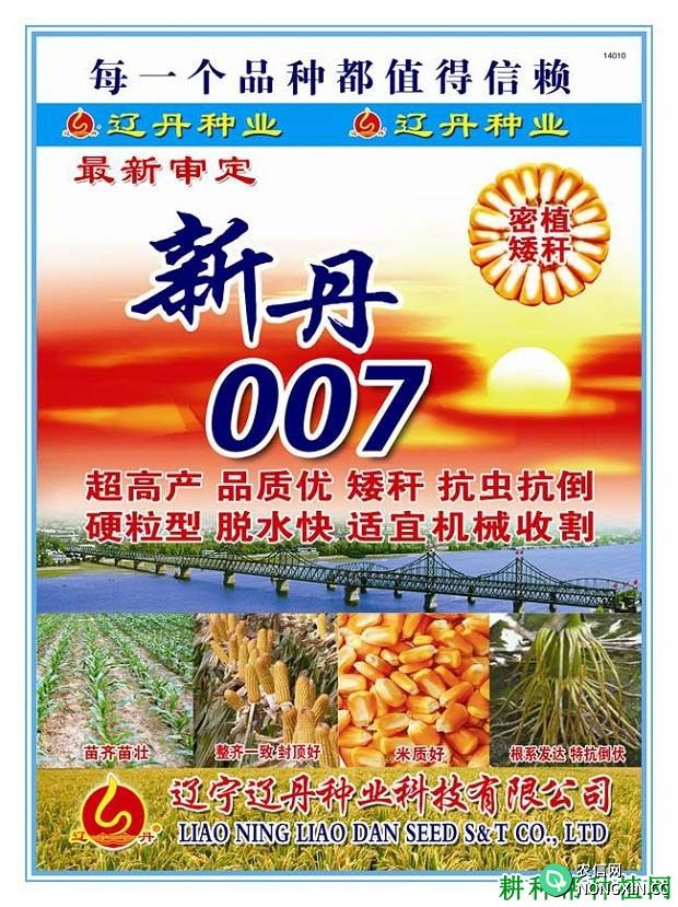 新丹007玉米品种好不好