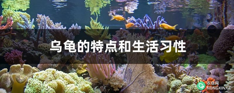 乌龟的特点和生活习性